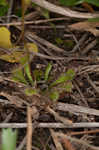 dwarf sundew